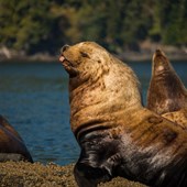 High School - Inglese - Canada - Vancouver Island / Saanich