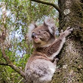 High School - Inglese - Australia - Victoria