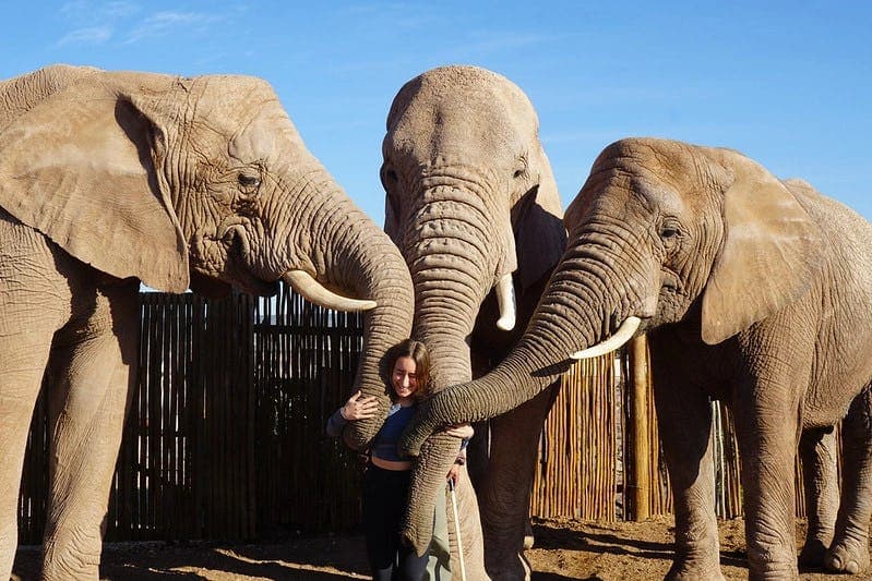 Una ragazza si trova tra due elefanti in Sudafrica, abbracciata da loro durante un'esperienza unica di avvicinamento alla fauna selvatica durante l’anno all’estero.